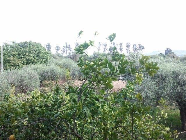 Villa Edera 알게로 외부 사진